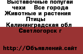 Выставочные попугаи чехи  - Все города Животные и растения » Птицы   . Калининградская обл.,Светлогорск г.